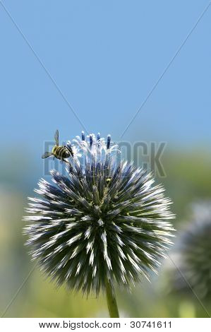 Close-up shot van stekelige plant en een bee