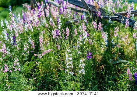 Beautifu Violet Delphinium Flowers Bloming In The Country