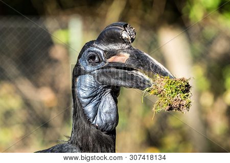 The Abyssinian Northern Ground Hornbill, Bucorvus Abyssinicus Or Northern Ground Hornbill Is An Afri