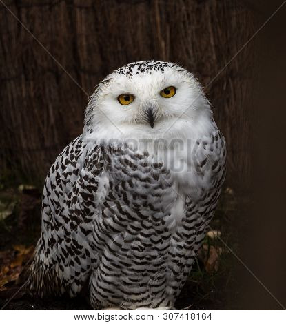 The Snowy Owl, Bubo Scandiacus Is A Large, White Owl Of The Typical Owl Family. Snowy Owls Are Nativ