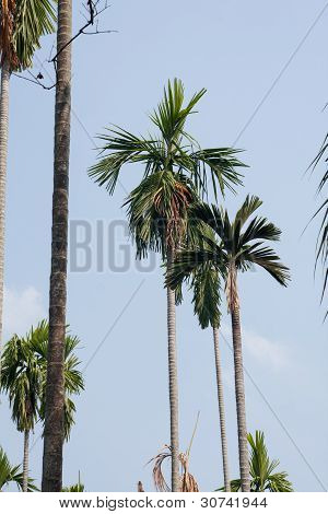 Betel Palm