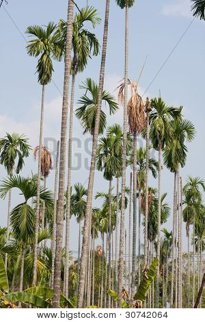 Betel Palm