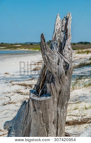 Decaying Tree Stump Up Close On A Very Sunny Beach At Jekyll Island, Georgia Coast