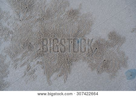 The Floating Groove Of The Habitat Of Horn-eyed Ghost Crab Or Ocypode On The White Sand By The Sea.