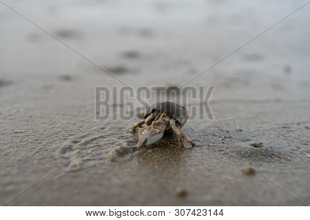 Hermit Crabs Live On The Sand By The Sea.