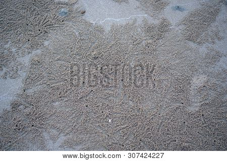 The Floating Groove Of The Habitat Of Horn-eyed Ghost Crab Or Ocypode On The White Sand By The Sea.