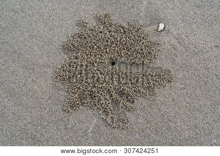 The Floating Groove Of The Habitat Of Horn-eyed Ghost Crab Or Ocypode On The White Sand By The Sea.