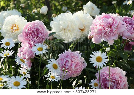 Summer Rain In The Garden And Peonies With Drops On The Bokeh Background, Blurred Focus. Beautiful S