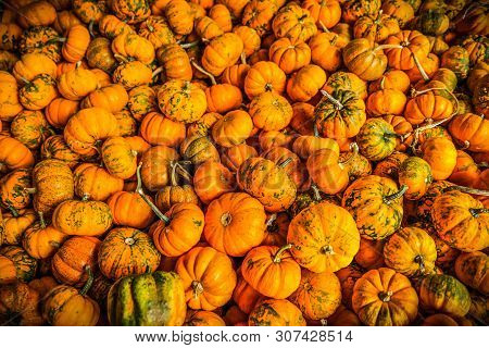 Abundance Of Mini Pumpkins At A Pumpkin Farm In Autumn, Background Image