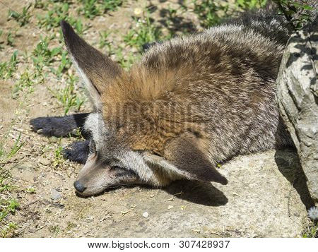 Close Up Bat-eared Fox, Otocyon Megalotis Lying On A Ground And Sleeping