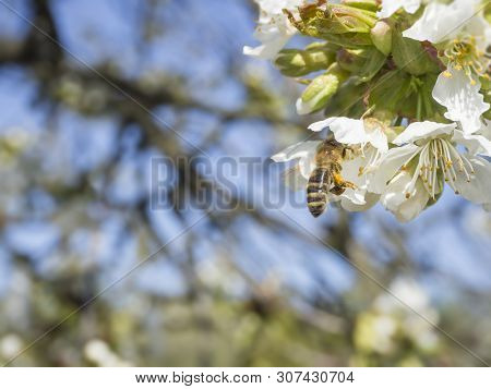 Close Up Beautiful Macro Blooming Pink Apple Blossom With Flying Bee Gathering Pollen. Buds Flower T