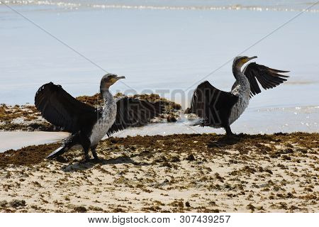 Cape Cormorant Pair With Wings Spread (phalacrocorax Capensis), Mossel Bay, South Africa