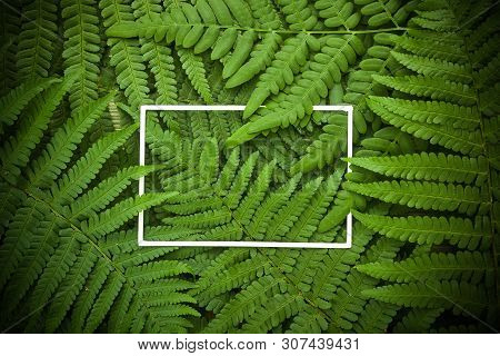 Green Polypody Fern. Midsummer Day Background With Free Space