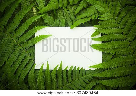 Green Polypody Fern. Midsummer Day Background With Free Space