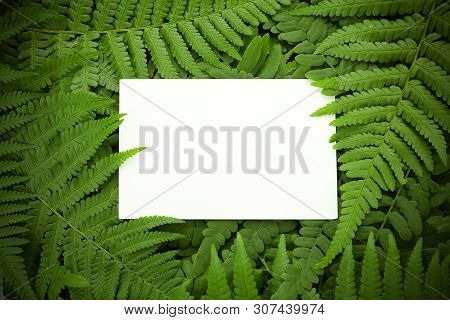 Green Polypody Fern. Midsummer Day Background With Free Space