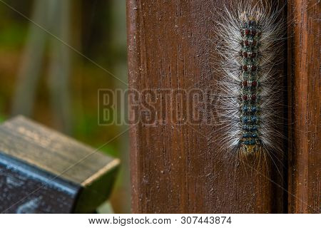 Caterpillar With Red And Blue Markings
