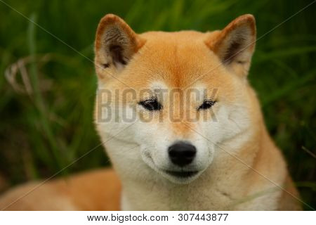 Beautiful Red Shiba Inu. Japanese Small Size Dog Or Japanese Turf Dog. Close-up Portrait