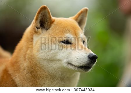 Beautiful Red Shiba Inu. Japanese Small Size Dog Or Japanese Turf Dog. Close-up Portrait