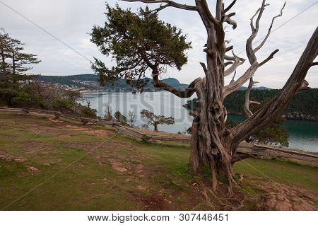 This Stunning Landscape Is Over Water Of Puget Sound And A Gnarly Big Tree In The Foreground.  Taken