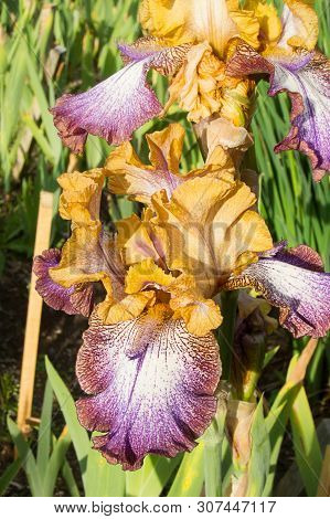 German Bearded Iris Flowers Stunning Spring Garden Plants. Botanical Name Is Also Iris Germanica, Th