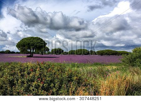 Field Of Purple Flowers And Mediterranean Pine In Spring, Medina Sidonia, Cádiz, Spain