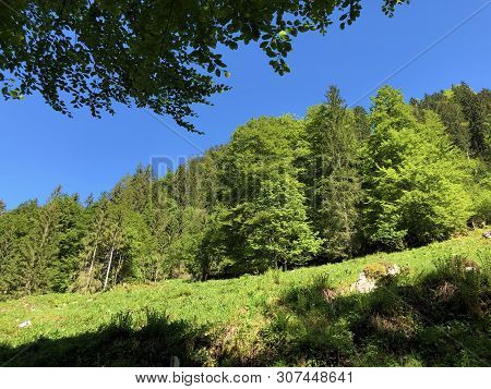 Pastures And Mixed Forests In The Valley Of Wagital Or Waegital And By The Alpine Lake Wagitalersee 