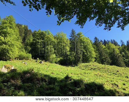 Pastures And Mixed Forests In The Valley Of Wagital Or Waegital And By The Alpine Lake Wagitalersee 