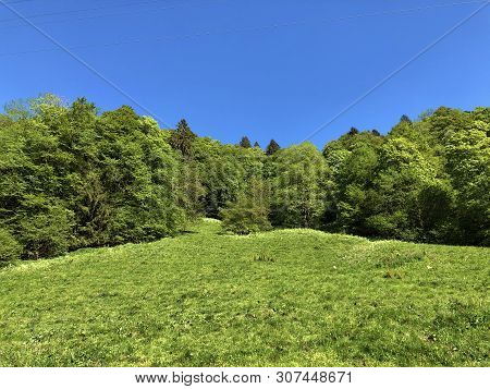 Pastures And Mixed Forests In The Valley Of Wagital Or Waegital And By The Alpine Lake Wagitalersee 