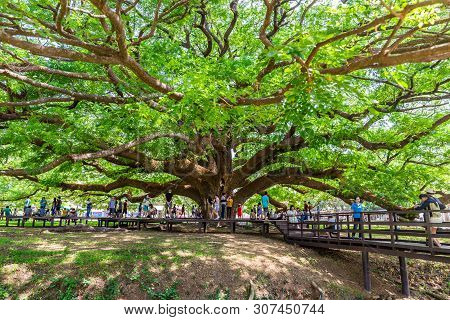 Kanchanaburi, Thailand - April 28, 2019 : A Giant Rain Tree (chamchuri Tree), Kanchanaburi District,