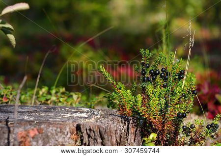 Bright Day Northern Berry Bushes Vodyaniki Bloom Next To The Stump Of An Old Tree In The Tundra Of Y