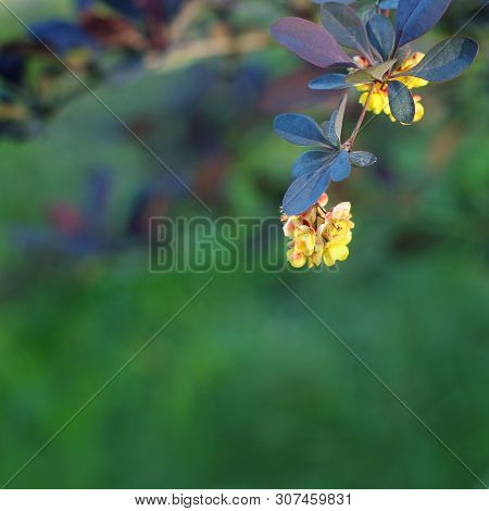 Beautiful Branch Of Flowering Barberry. Yellow Flowers. Space For Text
