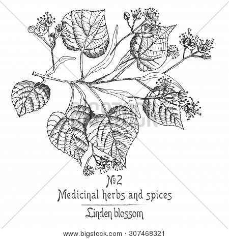 Set Of Linden Blossom Hand Drawn Patterns With Flowwer, Lives And Branch In Black Color On White Bac