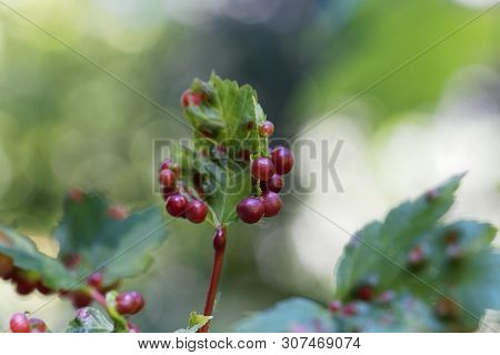 Plant Gall Oft He Gall Wasp Pediaspis Aceris