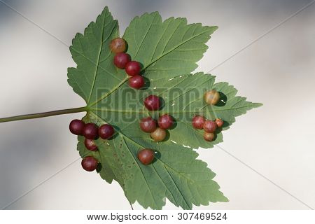 Plant Gall Oft He Gall Wasp Pediaspis Aceris