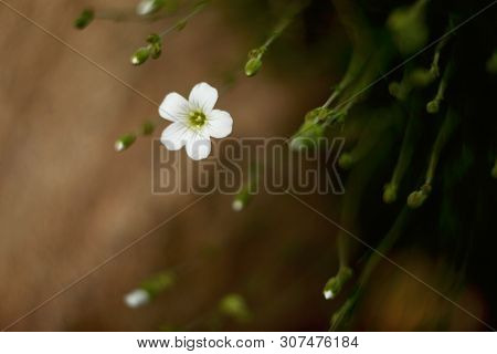 White Flowers On Blurred Background Macro. Defocused Vintage Lences Shoot.