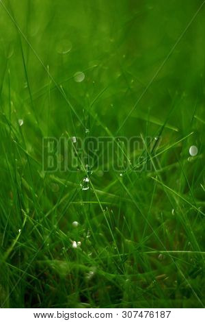 Wet Grass In Morning Garden. Soft Macro Vintage Lences Focus. Pure Concept