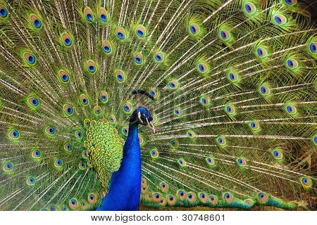 Peacock