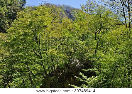 North Korean Scenery. Mountain Forest. Ulim Waterfall Trekking Route