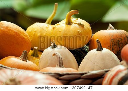 Harvested Pumpkins Crop Of Different Colors And Textures Lying In The Basket