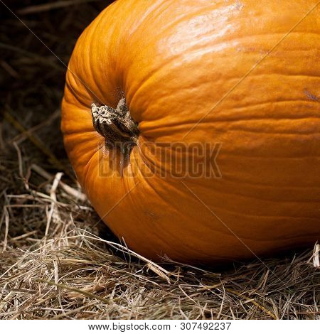 Beautiful Ripe Orange Pumpkin Lying On A Straw