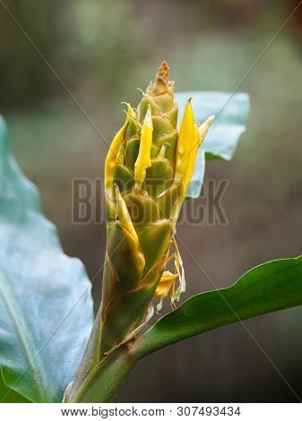 Closeup flower of Yellow ginger, known as Cream garland-lily growing in Nepal, Asia (Hedychium flavescens)