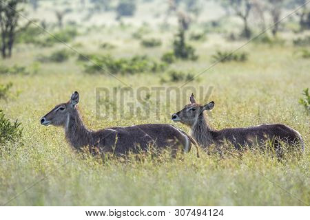 Common Waterbuck In Green Savannah Backlit In Kruger National Park, South Africa ; Specie Kobus Elli