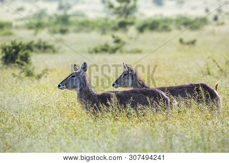 Common Waterbuck In Green Savannah Backlit In Kruger National Park, South Africa ; Specie Kobus Elli