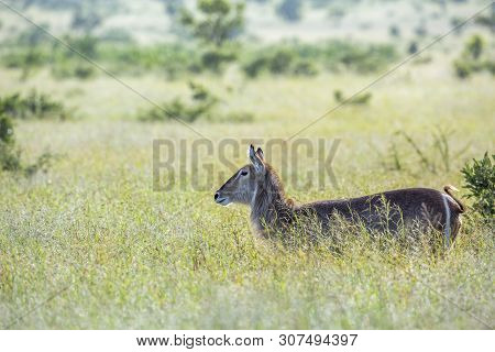 Common Waterbuck In Green Savannah Backlit In Kruger National Park, South Africa ; Specie Kobus Elli