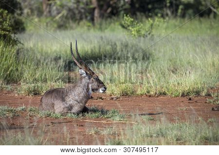 Common Waterbuck Male Lying Down In Kruger National Park, South Africa ; Specie Kobus Ellipsiprymnus