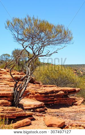 A Shrub Surviving In An Inhospitable Environment - Kalbarri, Wa, Australia