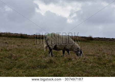 A Grazing Swaledale Sheep On A Gray Overcast Day In England.