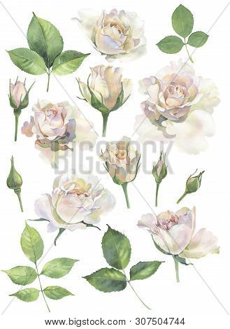 A Set Of Roses For Congratulations And Invitations On A White Background