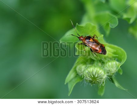 Insect Bug With A Red Heart On Its Back Deraeocoris Ruber (red Form) In The Garden On A Green Plant 