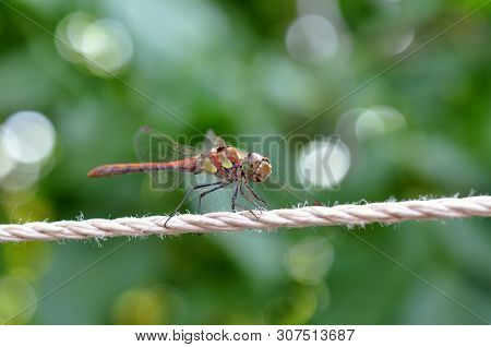 Dragonfly Sits On A Rope In The Summer Against The Backdrop Of Greenery.